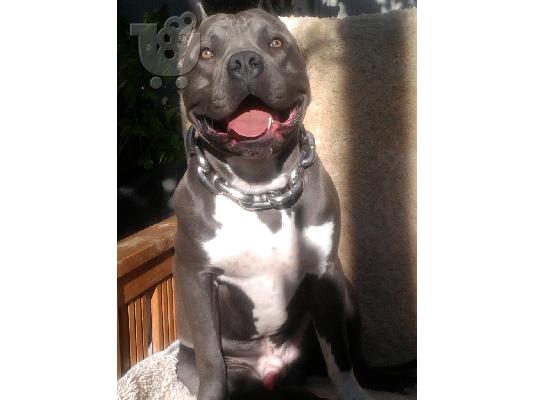 PoulaTo: pitbull blue